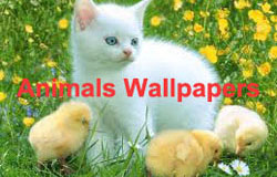 ! Wall Papers !